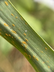 Puccinia