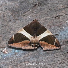 Bastilla crameri