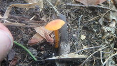Hygrocybe cantharellus