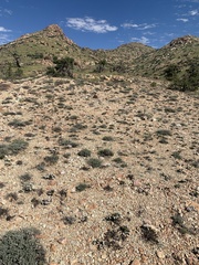 Eriogonum thornei