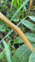 Puccinia