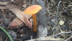 Hygrocybe cantharellus