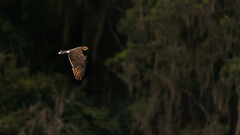 Rostrhamus sociabilis