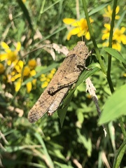 Dissosteira carolina