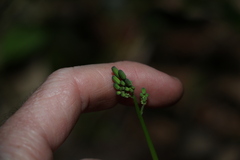 Youngia japonica