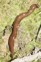 Australopacifica