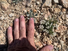 Eriogonum thornei