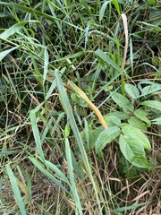 Puccinia