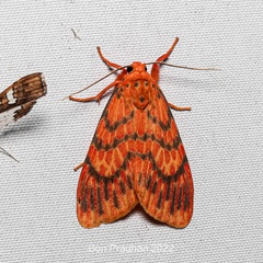 Barsine flammealis