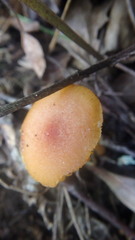 Hygrocybe cantharellus