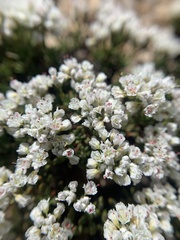 Eriogonum thornei