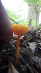 Hygrocybe cantharellus