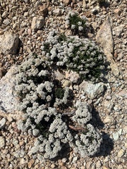 Eriogonum thornei