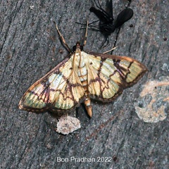 Goniorhynchus butyrosa