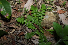 Youngia japonica