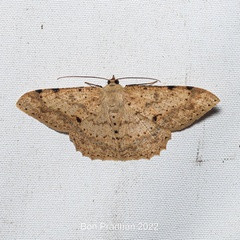 Luxiaria tephrosaria