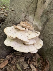 Trametes elegans