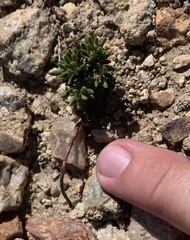 Eriogonum thornei
