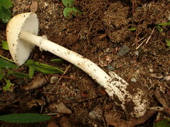 Amanita murrilliana