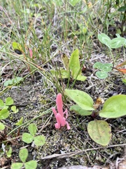 Clavaria rosea