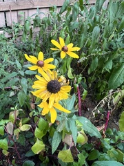 Rudbeckia fulgida