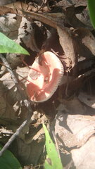 Russula fragilis