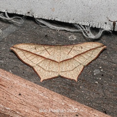 Timandra correspondens