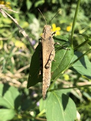 Dissosteira carolina