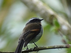 Ochthoeca rufipectoralis