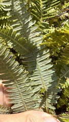 Gleichenella pectinata