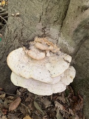 Trametes elegans