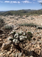 Eriogonum thornei