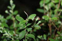 Pimelea altior