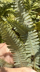 Gleichenella pectinata