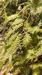 Gleichenella pectinata