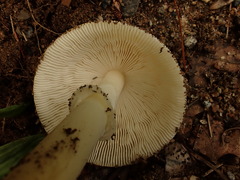Amanita murrilliana