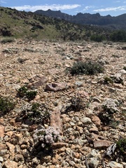 Eriogonum thornei
