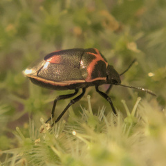 Cosmopepla lintneriana