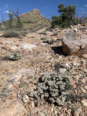 Eriogonum thornei