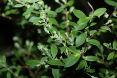Pimelea altior