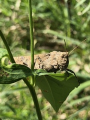 Dissosteira carolina
