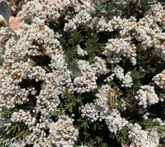 Eriogonum thornei