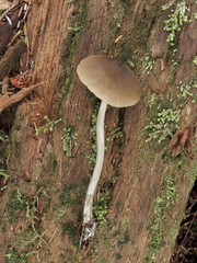 Nolanea