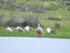 Platalea ajaja