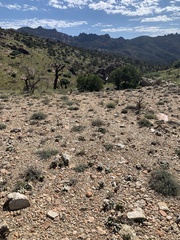 Eriogonum thornei