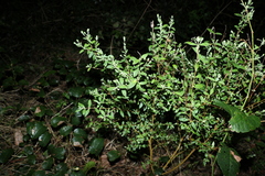 Pimelea altior