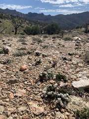 Eriogonum thornei