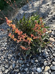 Rumex acetosella