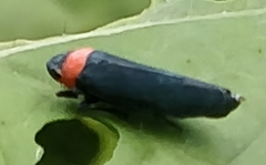 Barbinolla costaricensis