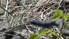 Coluber constrictor constrictor